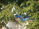 Pohled rovnoběžný se stropem, vidět je žlutý plasticý věnec, modrá         plachta a hnědě latě, které ji zatěžují, přes listí prosvítá modrá         oblaha nmísto obvyklé červené střechy.